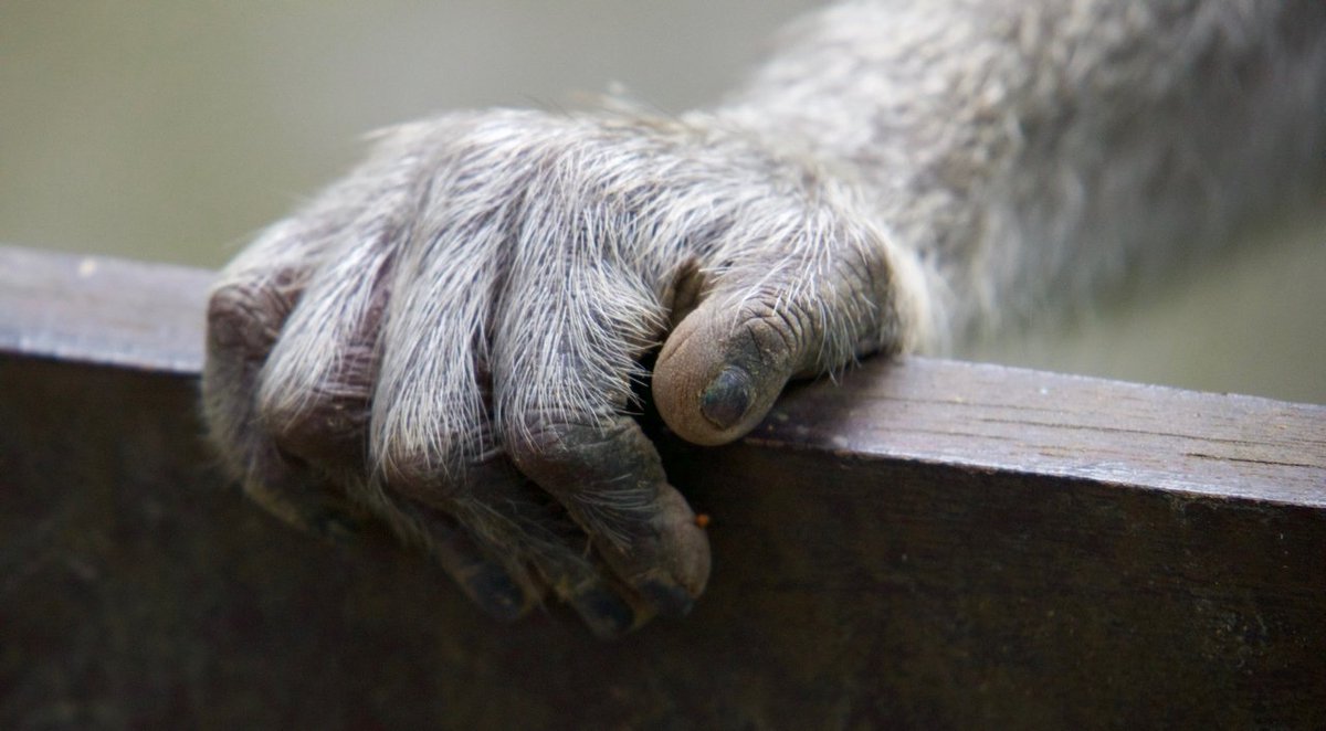 unsound_advice's tweet photo. Monkey paw. Sacred Monkey Forrest, Ubud
#sacredmonkeyforrest #monkeyforrest #ubud #bali #indonesia #travel #travelphotography #photography #roamerwanderernomadvagaond #wanderlust #adventureseeker #doyoutravel #travelmore #goexplore #wonderfulplaces #openmyworld #lovetotravel https://t.co/EQI3oBN5b1