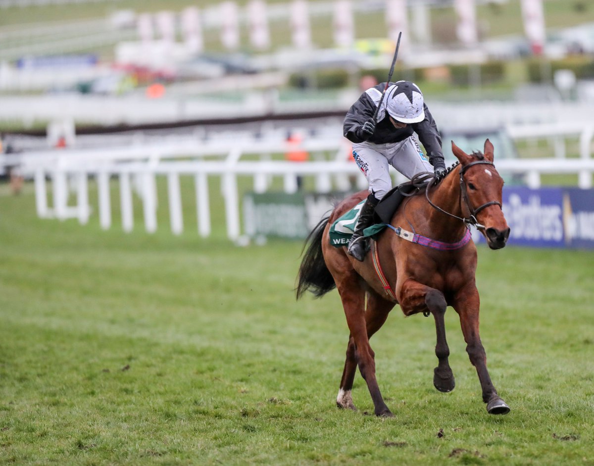 IREthoroughbred's tweet photo. A Flemensfirth own brother to the 2018 Gr1 @weatherbysltd Champion Bumper @CheltenhamRaces winner, Relegate (IRE) (pictured), sells @tatts_ireland Derby Sale (June 28th) as Lot 418 #IrishStoreSales https://t.co/1O0w3cA6de