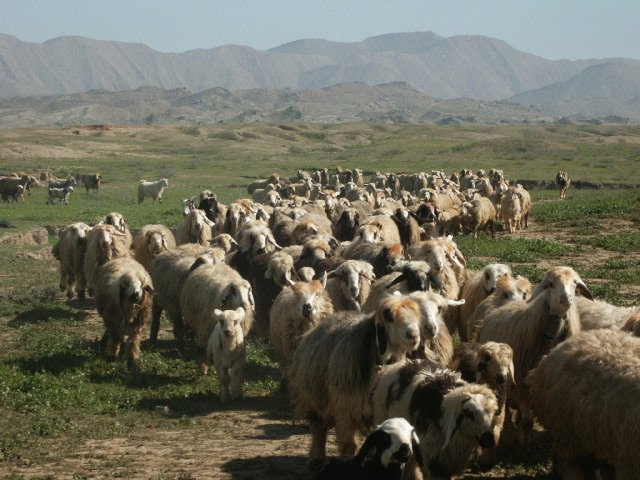 HeidarianR's tweet photo. The finest wool is gathered from the lambs that are sheared in the autumn. It is of great importance to know that sheep which lives on high levels have a higher amount of woolfat thereby giving it a shinier &amp; more glossy wool.#Heidarianpersianrugs #persianrugs #wool #iran #sheep https://t.co/CCzRw2KD38