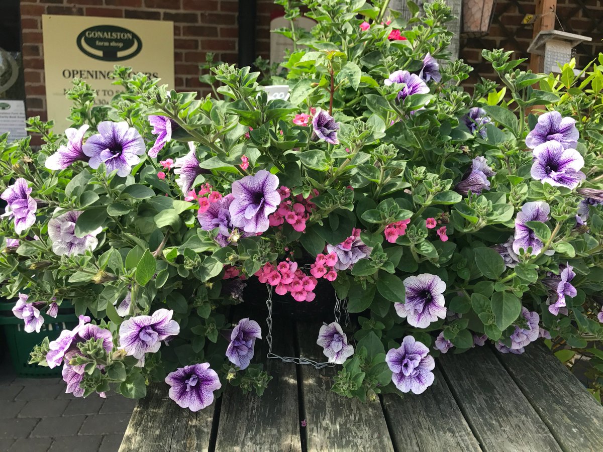 Stunning large hanging baskets available!