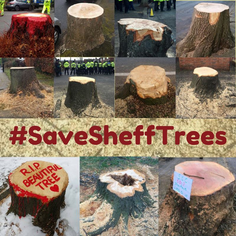 ChrisGPackham's tweet image. When will humans wake up and see we need to learn how to live alongside each other and our own habitat rather than getting rid of everything we perceive to be a threat . . . #saveshefftrees @SaveSheffTrees
