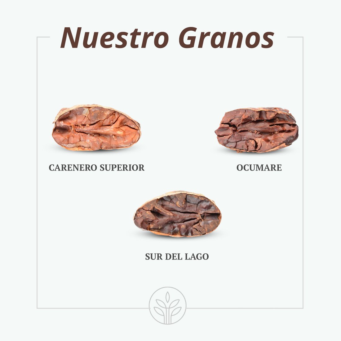 ESAICA1's tweet photo. Carenero Superior, Sur de Lago y Ocumare son los tipos de granos finos de aroma que producimos y comercializamos. Para más información visita nuestro sitio web https://t.co/lvqCi7BqL0 https://t.co/3iS6LrxRjm