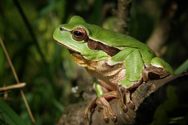 edu_unComo's tweet photo. Significado de la rana como animal de poder https://t.co/10xy1E3x8V #educacion https://t.co/ifne7hhR77