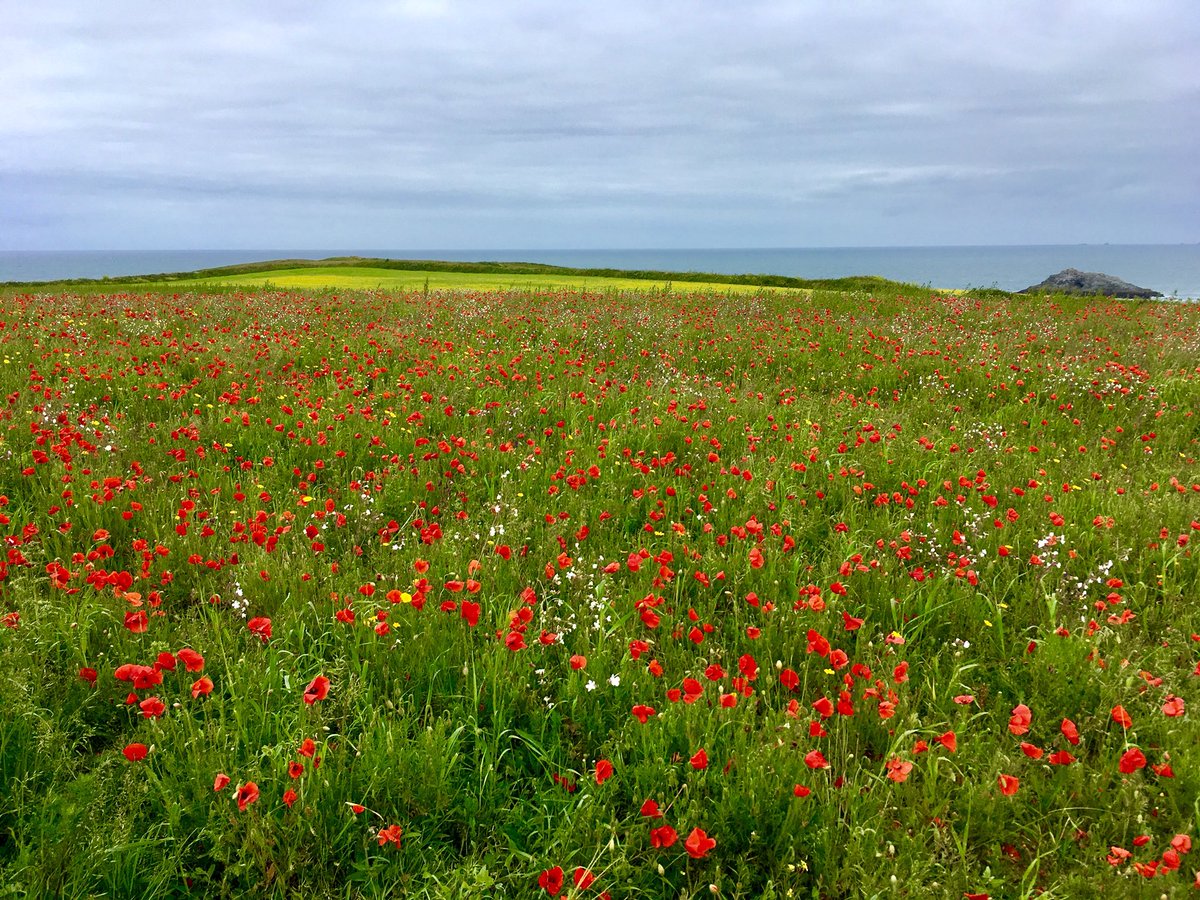 stivesrecruiter's tweet photo. Another lovely weekend in #Cornwall! Doesn’t it look beautiful at the moment with all the wild flowers 😍 My walks around #Holywell, #Crantock #portholland and #Portloe included some of these beauties #poppyfields #foxgloves #westpentire https://t.co/ThSDY53EDB