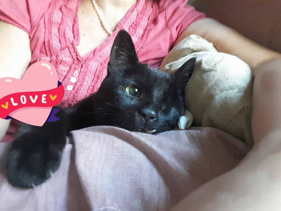 furettosa's tweet photo. #18Giugno #unTemaAlGiorno Buon #lunedì #Family 
La dolcezza è una delle forme della bellezza.
#DipendeDa... i punti di vista. https://t.co/yCu6leIVeg