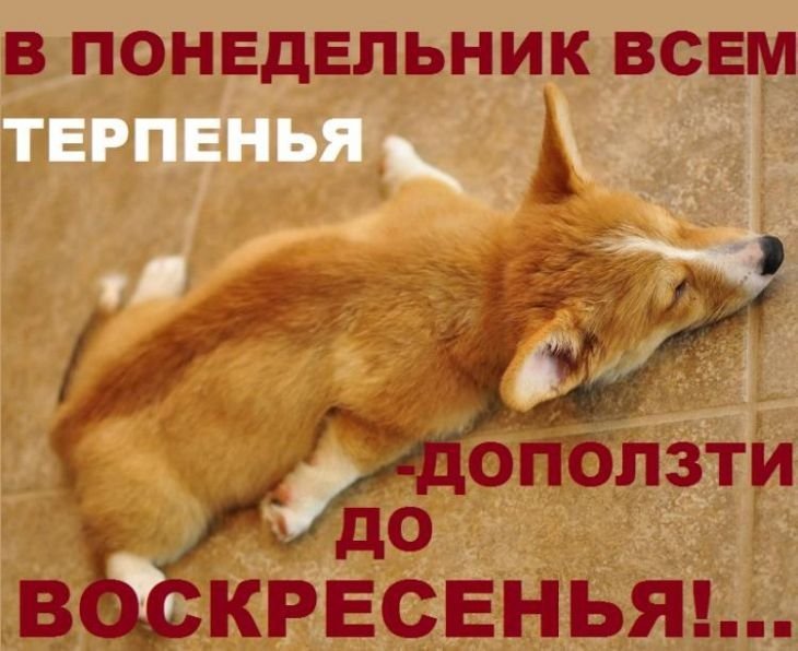 Смешная картинка понедельника, картинки