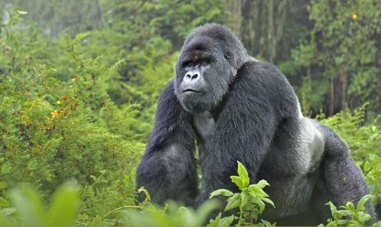 AkageraAviation's tweet photo. Gorillas are found in the North of a thousand hills. Take a trip with us to meet them.

#RemarkableRwanda #gorillas #HeliSafaris #AkageraAviation https://t.co/7YEAQtglOP