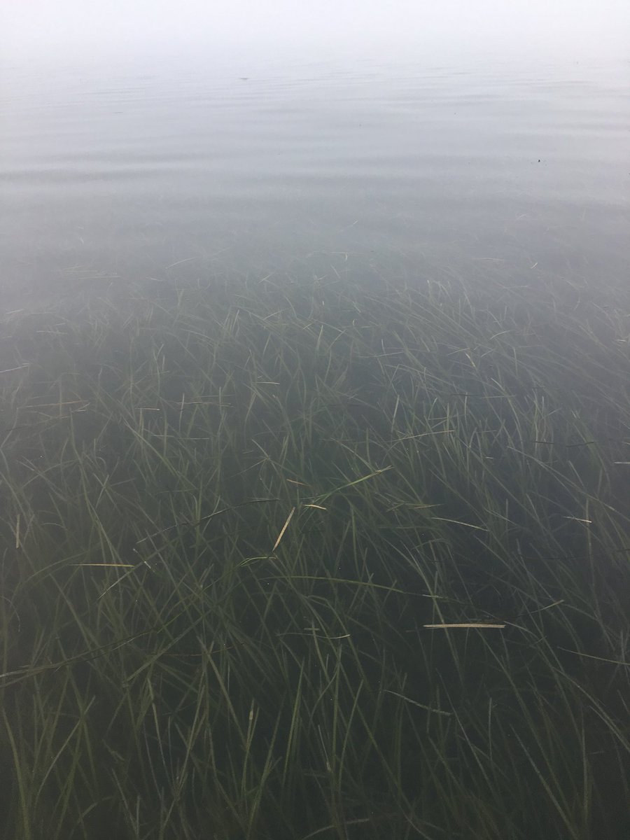 WildCora's tweet photo. @vcrlter seagrass meadow feels infinite as the tide drops and a morning fog settles in. #SAV #abcrc @KinseyTedford @MaxCastorani @Karen_McG2 https://t.co/ZuYXOYc4kb