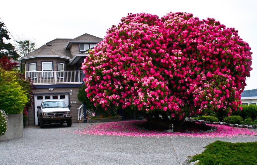 شجرة Twitter પર والردندرة الاسم العلمي Rhododendron الاسم العلمي مشتق من الكلمتين الإغريقيتين ῥodon Rhodon وتعني وردة وdendron Dendron وتعني شجرة وهي الزهرة الوطنية لدولة نيبال والشجرة الوطنية لولاية سيكيم الهندية Https T Co Oxbvxnzyob