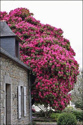 شجرة Twitter પર والردندرة الاسم العلمي Rhododendron الاسم العلمي مشتق من الكلمتين الإغريقيتين ῥodon Rhodon وتعني وردة وdendron Dendron وتعني شجرة وهي الزهرة الوطنية لدولة نيبال والشجرة الوطنية لولاية سيكيم الهندية Https T Co Oxbvxnzyob