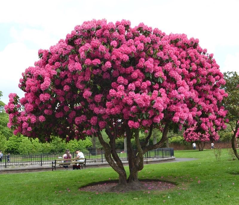 شجرة Twitter પર والردندرة الاسم العلمي Rhododendron الاسم العلمي مشتق من الكلمتين الإغريقيتين ῥodon Rhodon وتعني وردة وdendron Dendron وتعني شجرة وهي الزهرة الوطنية لدولة نيبال والشجرة الوطنية لولاية سيكيم الهندية Https T Co Oxbvxnzyob