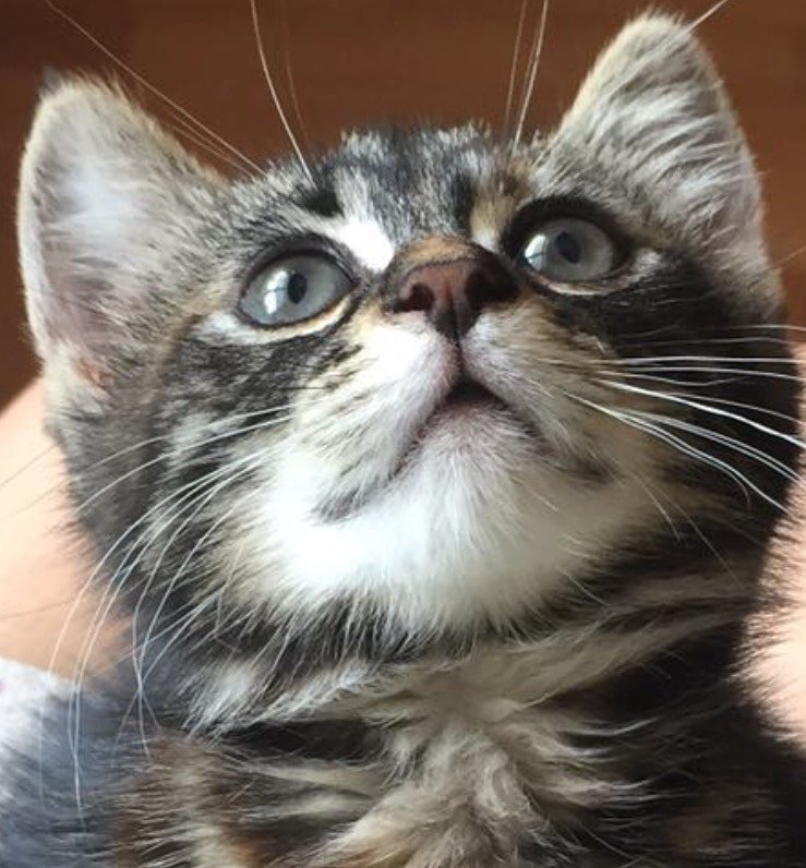 30 gunluk Gofret bebek annesine araba carpip ölunce ortada kalmis ona annesinin yoklugunu aratmayacak bir aile ariyoyoruz...05322709058-istanbul