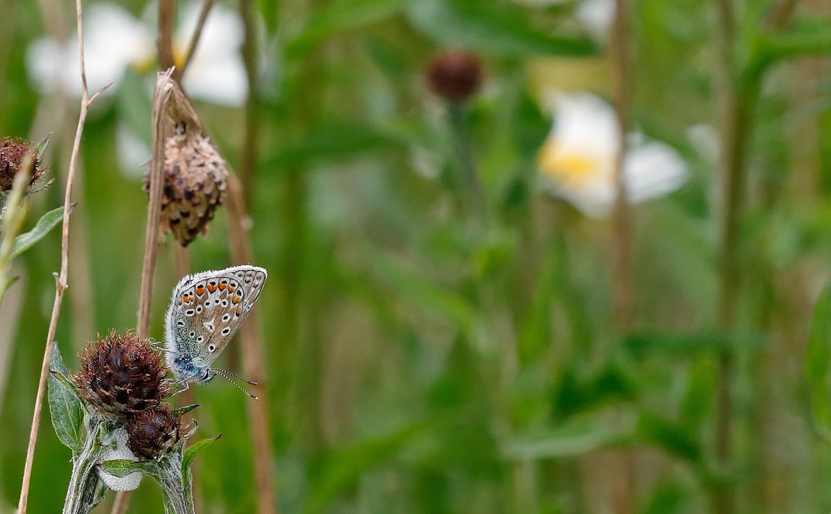 SpinneyBirder's tweet photo. Common Blue & Large Skipper at Derbyshire's new butterfly reserve at #HoeGrange @ButterfliesEM @ukbutterflies @britbutterflies https://t.co/H2jfTpsCLl