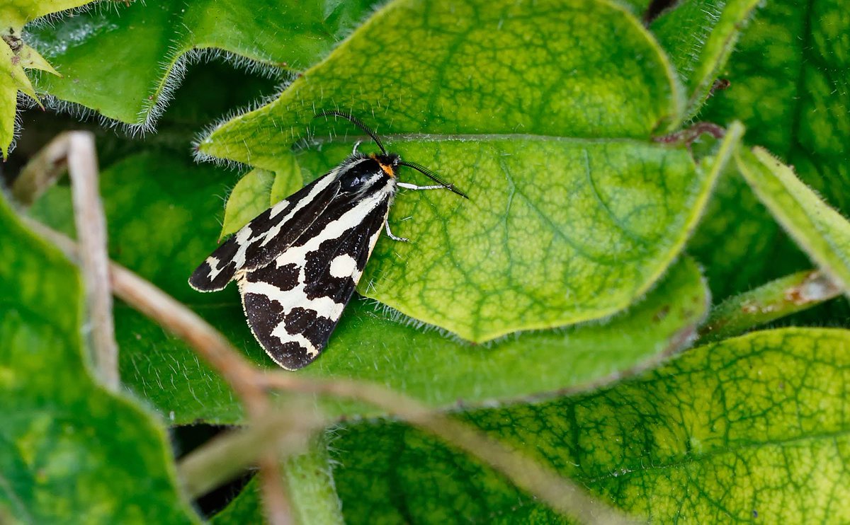 SpinneyBirder's tweet photo. Wood Tiger Moth at #HoeGrange, Derbyshire's new butterfly reserve @DerbysWildlife @ButterfliesEM https://t.co/oZ22EHmPbL