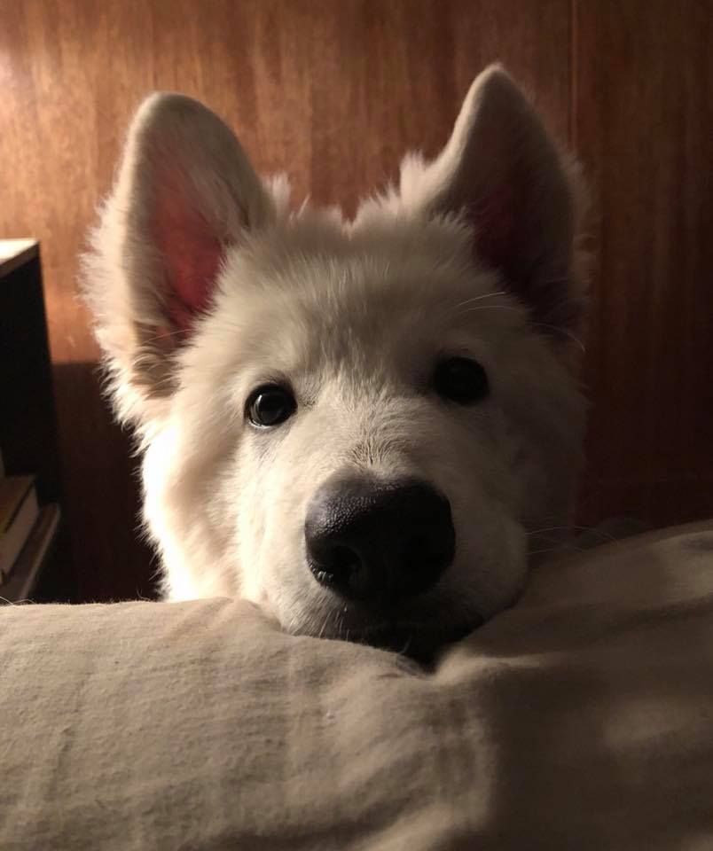 Alssoooo happy birthday to Jack Barakat, my favourite dumbass. 

here\s a random dog because it\s cute. 