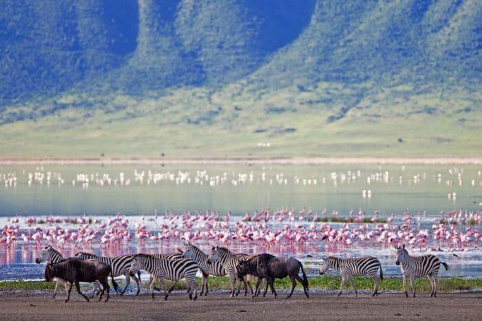 SouthernDest's tweet photo. A #WorldHeritageSite & the largest intact caldera in the world, the #NgorongoroCrater is home to an unparalleled concentration of #wildlife > https://t.co/vzL6liizGm #travelblog #safariblog https://t.co/aHVvnp7pX5