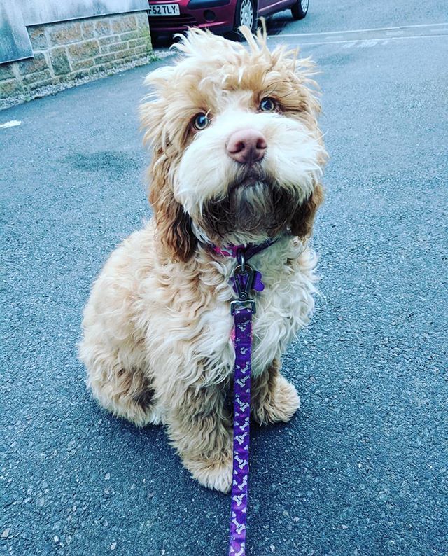 Cockapoo_pops's tweet image. Poppy want's to become a HALTI ambassador as she is barking mad for HALTI! 
If she is shorltisted, Halti will donate a charity bundle to my selected charity.... @GablesFarm 
Please follow the below link, locate her fluffy face under vote and click &amp;lt;3 
1.shortstack.com/hGW42L/n08Hh?w…