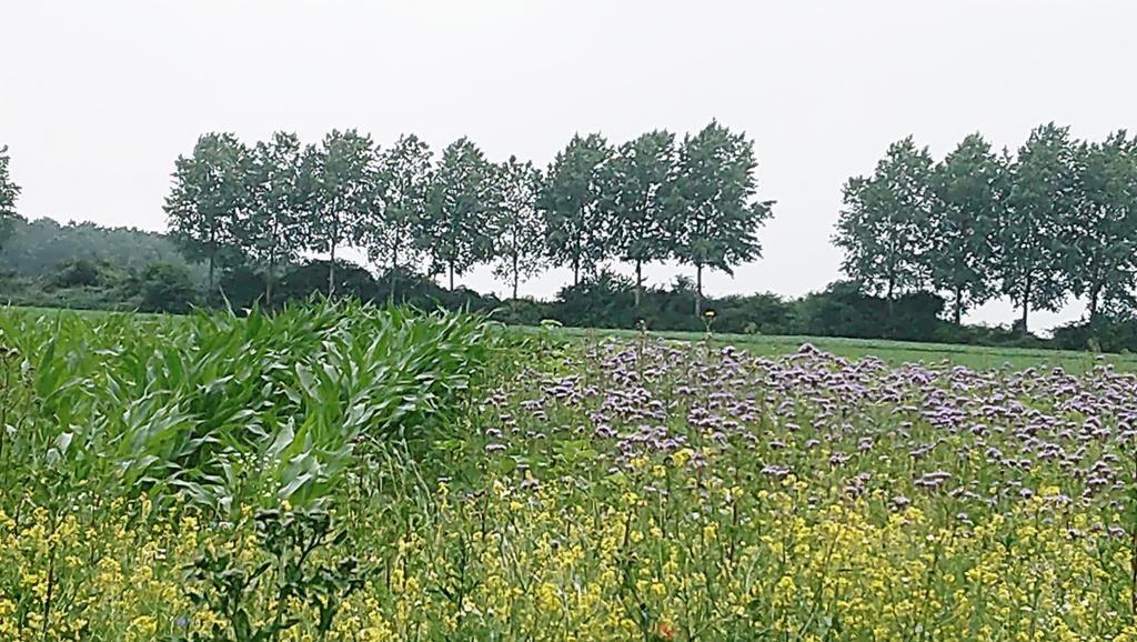 Agro2Be's tweet image. Demo for students @ugent : advantages &amp;amp; disadvantages of flowering field margins @jolly farm #interra @syngenta