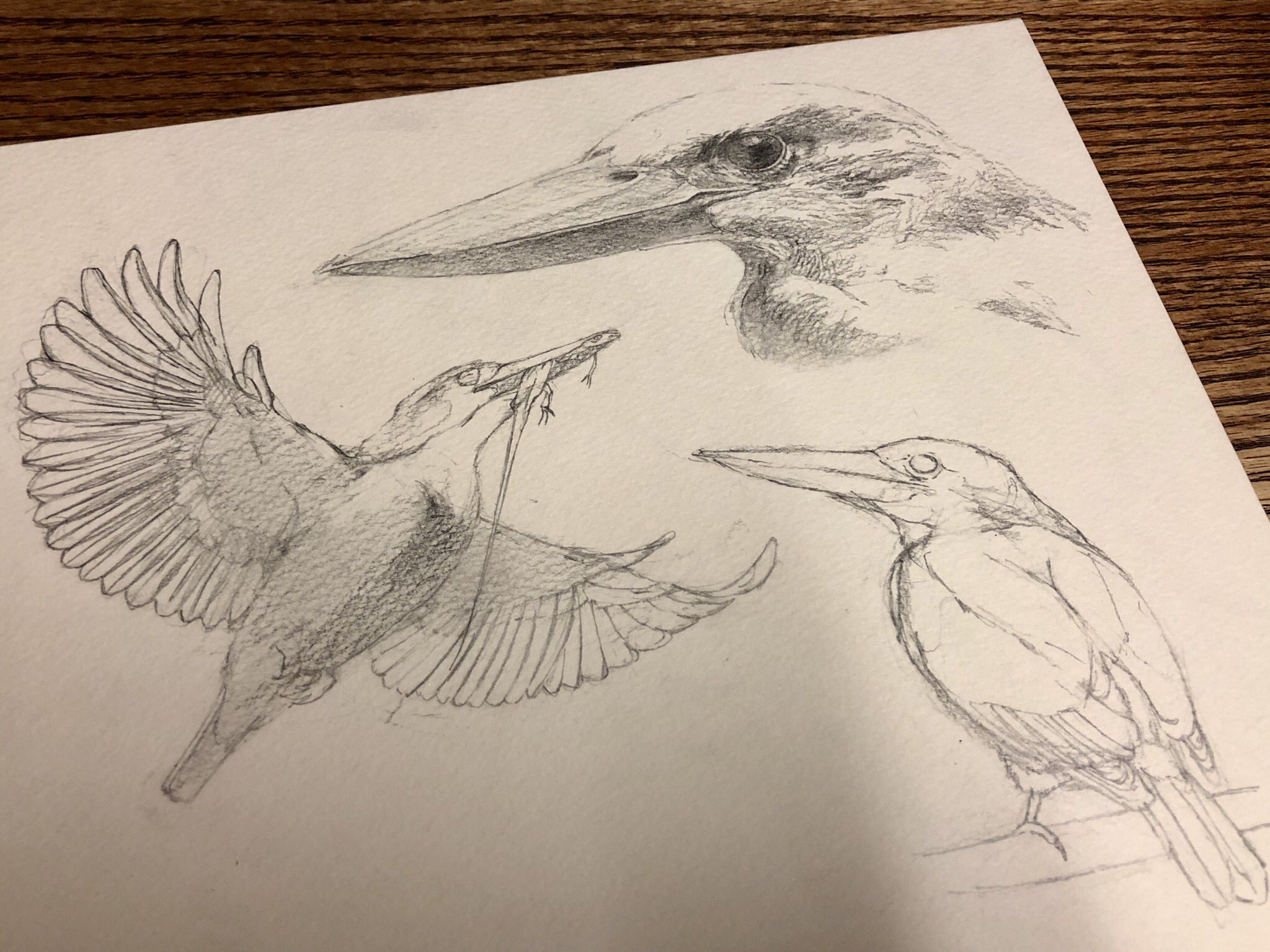 檜 沖縄の夏の鳥 リュウキュウアカショウビンを描きました 水彩 T Co Wlfapuw090 Twitter