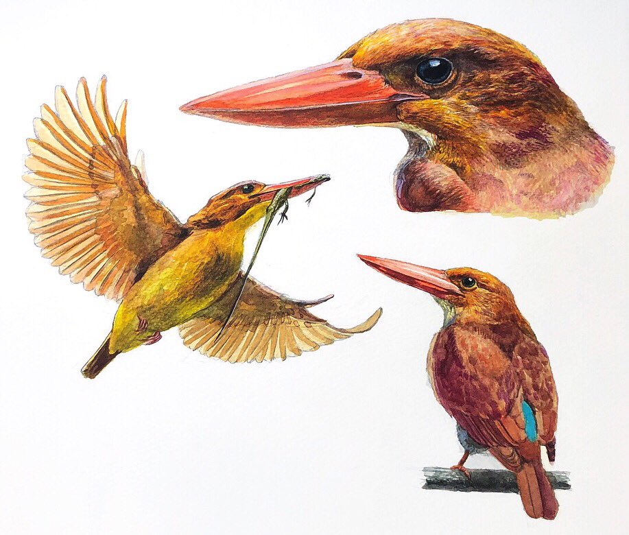 檜 沖縄の夏の鳥 リュウキュウアカショウビンを描きました 水彩 檜 沖縄の夏の鳥 リュウキュウアカショウビンを描きました 水彩