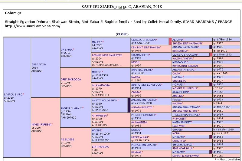 Siard Arabians (@harasdusiard) on Twitter photo SAYF DU <a href="/harasdusiard/">Siard Arabians</a>
Straight Egyptian Arabians
The immediate generations boasting consistency of phenotype, athleticism and high quality. A promising young stallion. Elegant, tall, long necked, pretty as can be and with a big booming trot. SAYF DU <a href="/harasdusiard/">Siard Arabians</a>
Straight Egyptian Arabians
The immediate generations boasting consistency of phenotype, athleticism and high quality. A promising young stallion. Elegant, tall, long necked, pretty as can be and with a big booming trot.