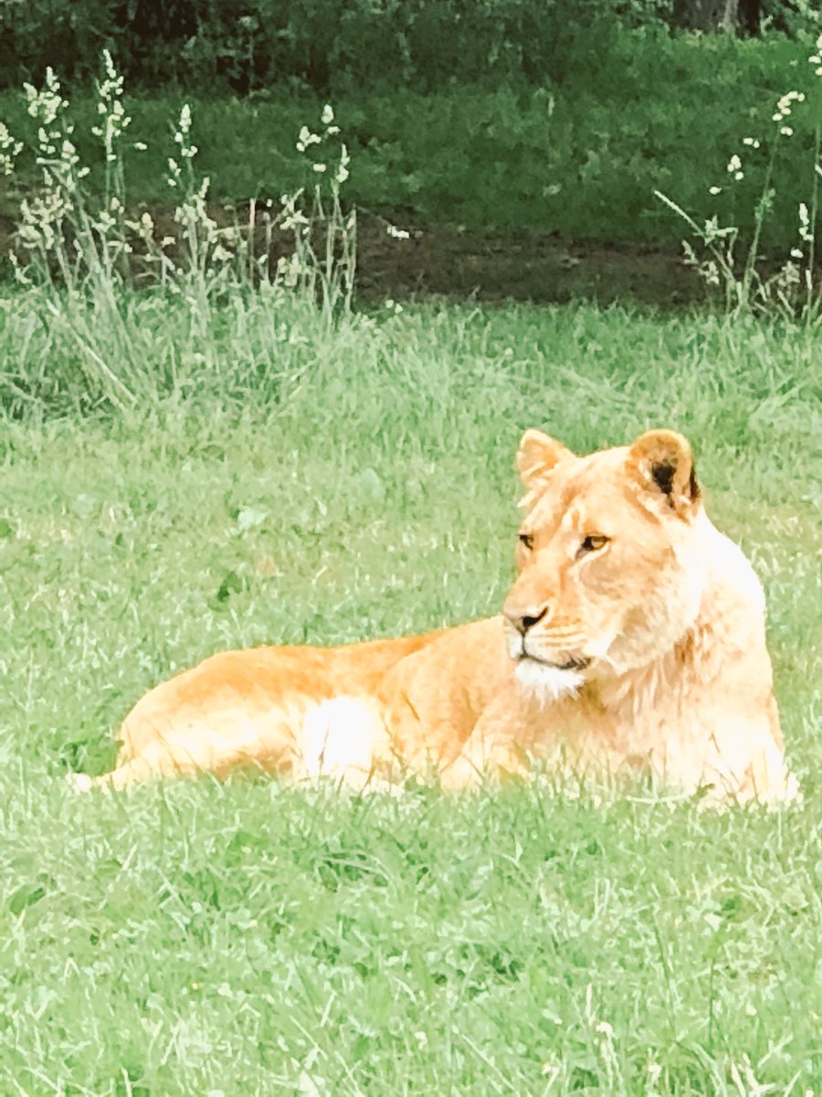 Wanderlust in #Wiltshire the perfect family friendly stay <a href="/widbrookgrange/">Widbrook Grange</a> roaming the sights <a href="/EH_Stonehenge/">Stonehenge</a> and getting our wild on at the amazing <a href="/Longleat/">Longleat</a> #FamilyFriendly #Getaway #readmoreinSeptember