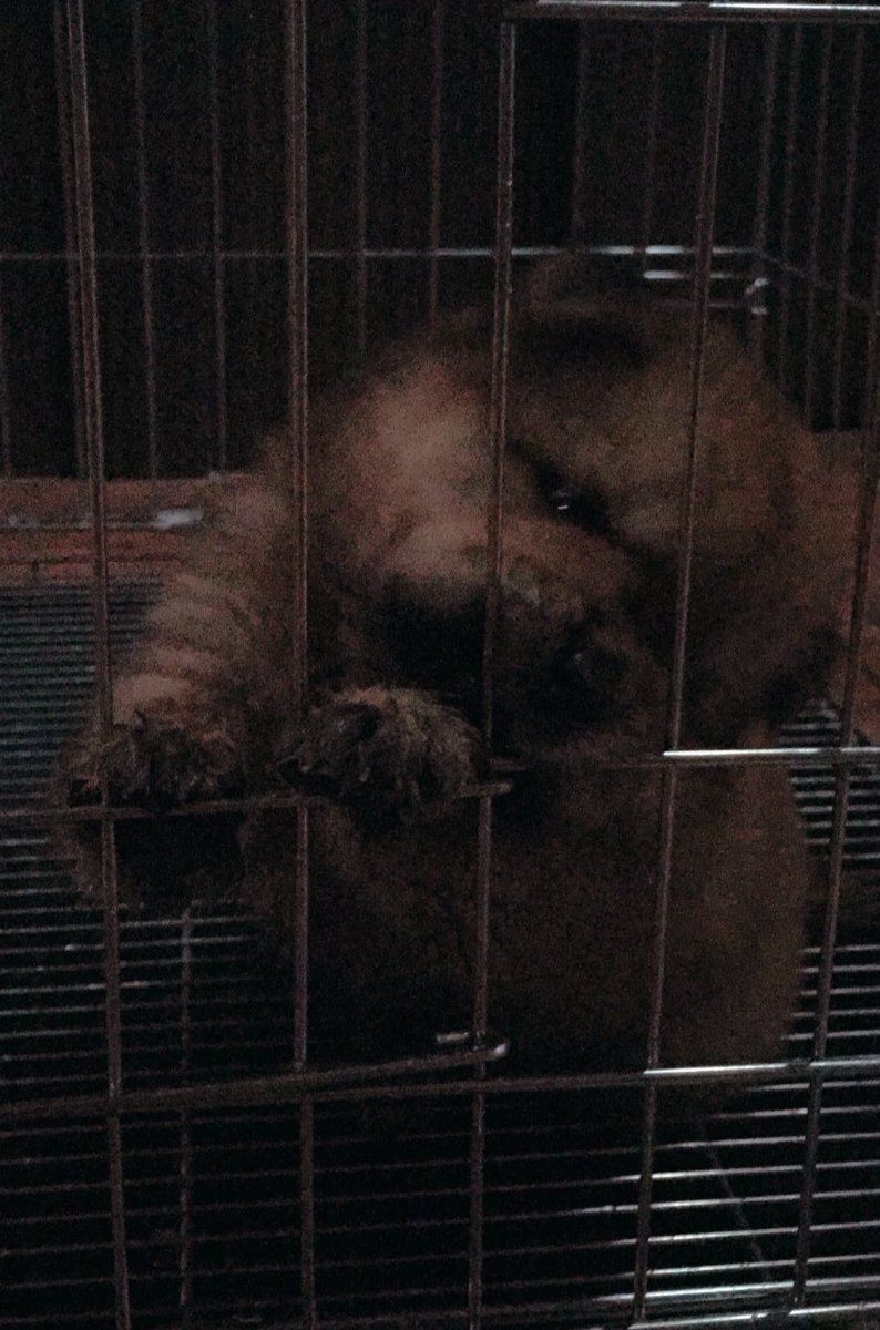 AeonB9's tweet photo. Woke up from my nap and surprised with a puppy. Welcome to the family, Cinnamon! https://t.co/SYEAyUVLeD