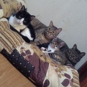 pet_kumamoto's tweet photo. mikekijitoraさんより

凪すけ無事に帰って来て。

地震の衝撃で開いたベランダから実家の猫が1匹脱走してしまいました
名前　ナギ
11歳　♀　薄目のキジトラ
首輪ナシ　人見知りです。
大阪府吹田市で見かけられた方、どんな情報でもかまいませんのでお知らせください。

#拡散希望
#吹田市
#迷子 https://t.co/3Kysf2ezOM