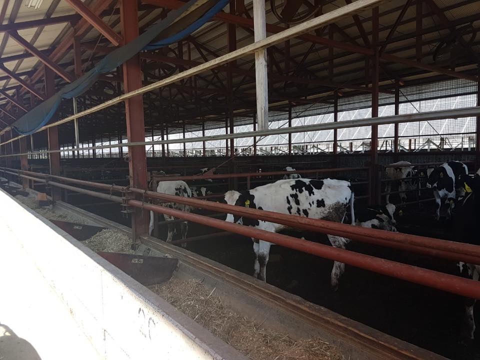 ViaVerde_'s tweet photo. O Engenheiro Agrônomo Victor Monseff continua a sua viagem pelo mundo. Hoje foram 3 visita! A primeira na Oono Farm e CowCowCafe. A segunda na Bito Laboratory. E a terceira na Tokachi Slow Food/Born Free.
 #NuffieldAg #nuffieldBr @nuffieldbrazil #viaverde https://t.co/utIVcq7rA2