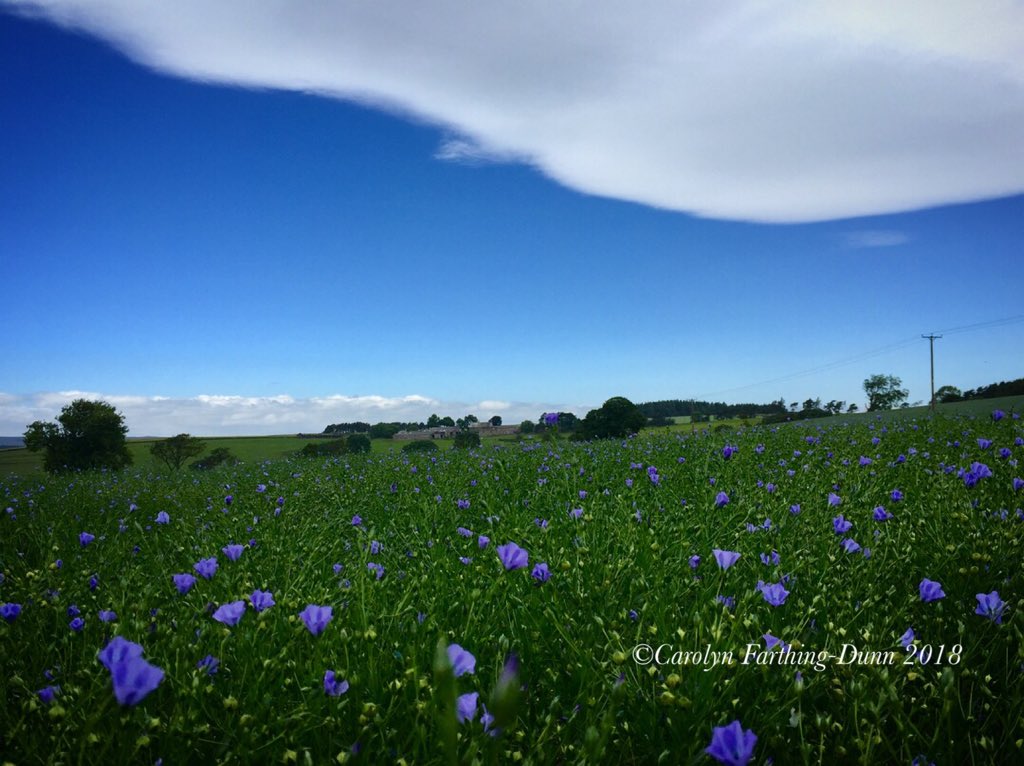 cazzascamera's tweet photo. #flaxfield close to where I live. Past it’s best but still a few in bloom and a #weirdcloud @CloudAppSoc @NorthEastTweets @iNorthumberland @VisitingNEUK @BBCWthrWatchers @Ross_Hutchinson @2northumberland @StormHour https://t.co/4ZQlCMvJ5X