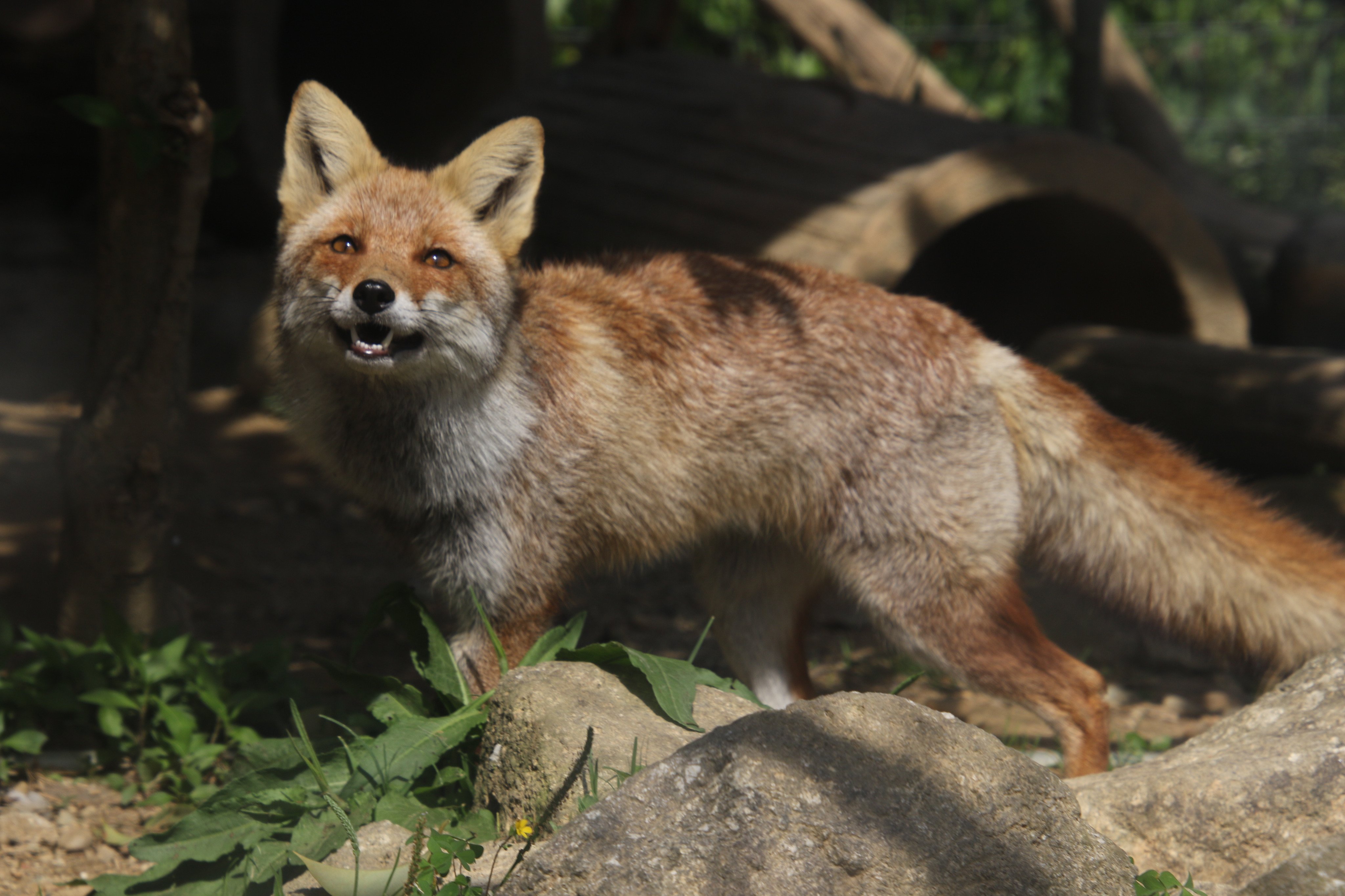 Cheng-Ren🦊🐺 on X: 