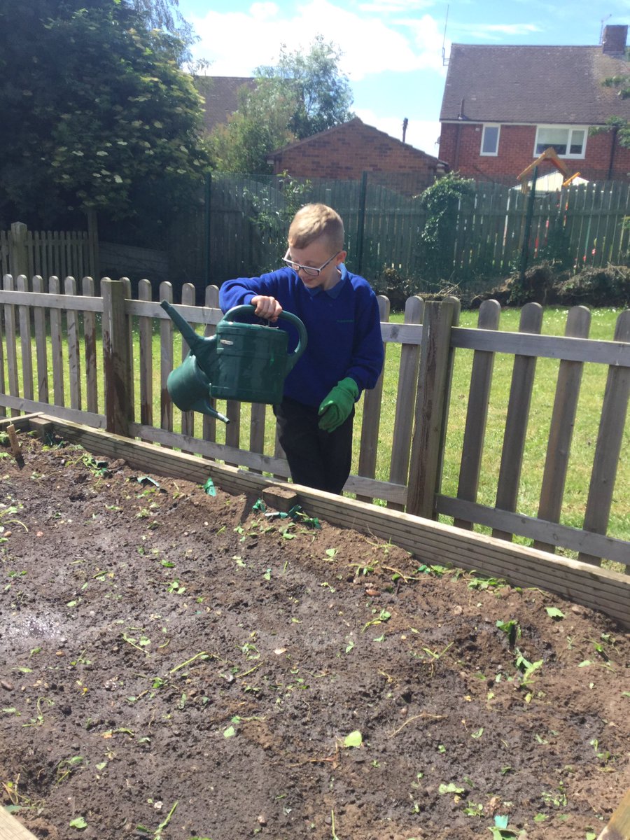 Y5OliveClass's tweet photo. We have been busy sorting the allotment this afternoon https://t.co/8LxZ6ZXIAx