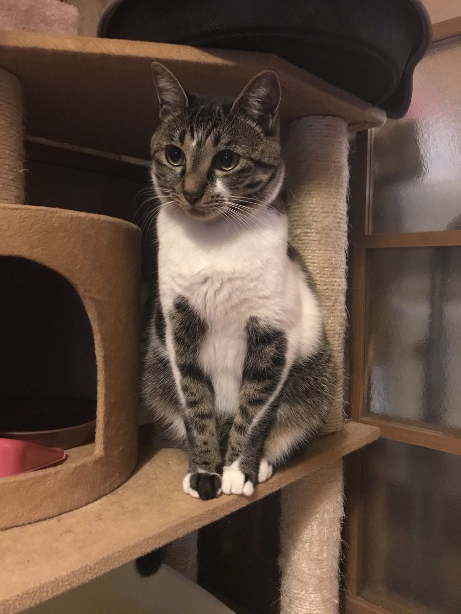 pet_kumamoto's tweet photo. umeumecocさんより

家族探してます

大阪地震で猫が行方不明になりました。

ビビりな性格で
家から出たこともありません。

名前はヨモギでキジ白で鍵しっぽ。
首輪は外れてました。
おもちゃが大好きで見かけられ��ら紐等で興味をひいて頂けると寄ってくると思います。
伏見区羽束師
#大阪地震 https://t.co/E52Nz4DncM