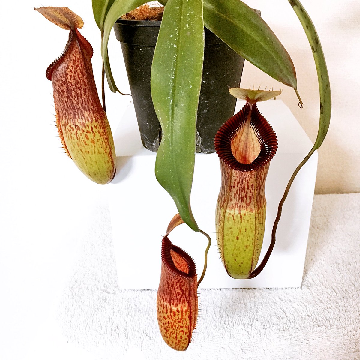 caitsith0629's tweet photo. N.sibuyanensis x hamata
袋が鉢の高さよりも大きくなっていました♪
#sibuyanensis #hamata #Nepenthes
#Carnivorousplants #ネペンテス #ウツボカズラ #食虫植物 #ヒーローズピッチャープランツ #BorneoExotics #shumien https://t.co/dvbWOryHTX