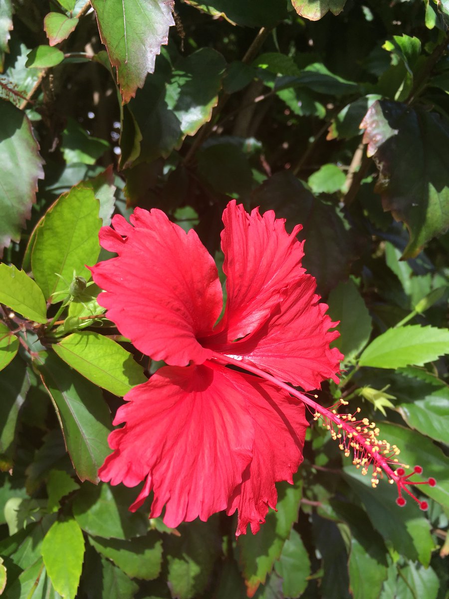 LyndaGStevenson's tweet photo. 👋😊 GM Took an early morning stroll then #Breakfast at the #beachbuffet.. lovely! Back at my spot.. Oasis Hibiscus Lounge my #fav so far 😊👍 #coffee #smoothies Perfect https://t.co/UUDfVEq97x