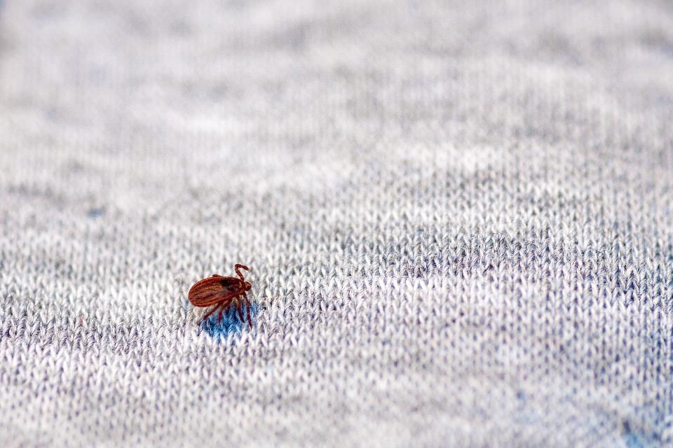 Want to prevent tick bites?  Wear permethrin treated clothing! bit.ly/2LbhjKD