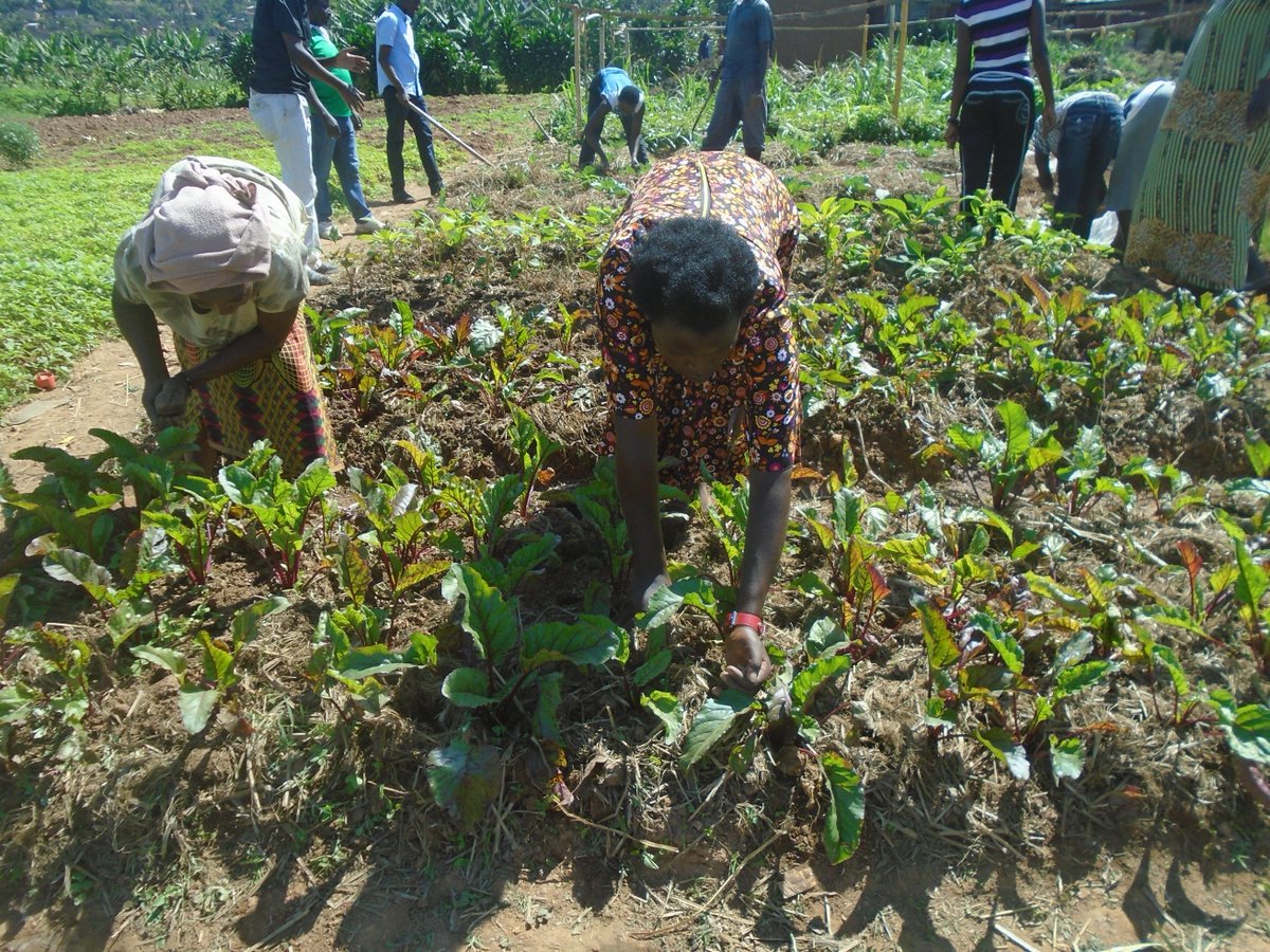Rwanda_SMAP's tweet photo. #RAB_SMAP FFS 3 was done in 4 target districts @NyagatareDistr, @Gasabo_District, @Nyarugenge and @BugeseraDistr. Farmers was happy to learn best techniques for 1st top dressing in vegetable cultivation, compost making, crop management... @RwandaAgriBoard https://t.co/jVbApa5lQR