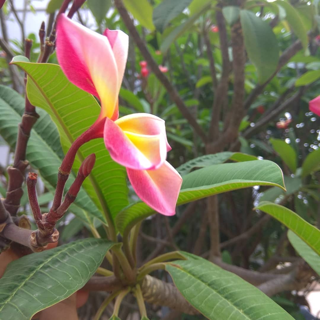 Thrive_Green's tweet photo. When you explore nature knowingly or unknowingly you explore yourself!ππΏ
#beatplasticpollution #naturephotography #flowerphotography #savenature #savetrees #moreoxygenplease #planetfitness #humanity #beingnatural #thrivegreen #nurturebynature #pink
#thrivegreen #plantbased https://t.co/LrXZI1F5qe