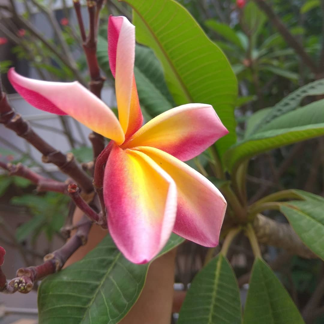 Thrive_Green's tweet photo. When you explore nature knowingly or unknowingly you explore yourself!ππΏ
#beatplasticpollution #naturephotography #flowerphotography #savenature #savetrees #moreoxygenplease #planetfitness #humanity #beingnatural #thrivegreen #nurturebynature #pink
#thrivegreen #plantbased https://t.co/LrXZI1F5qe
