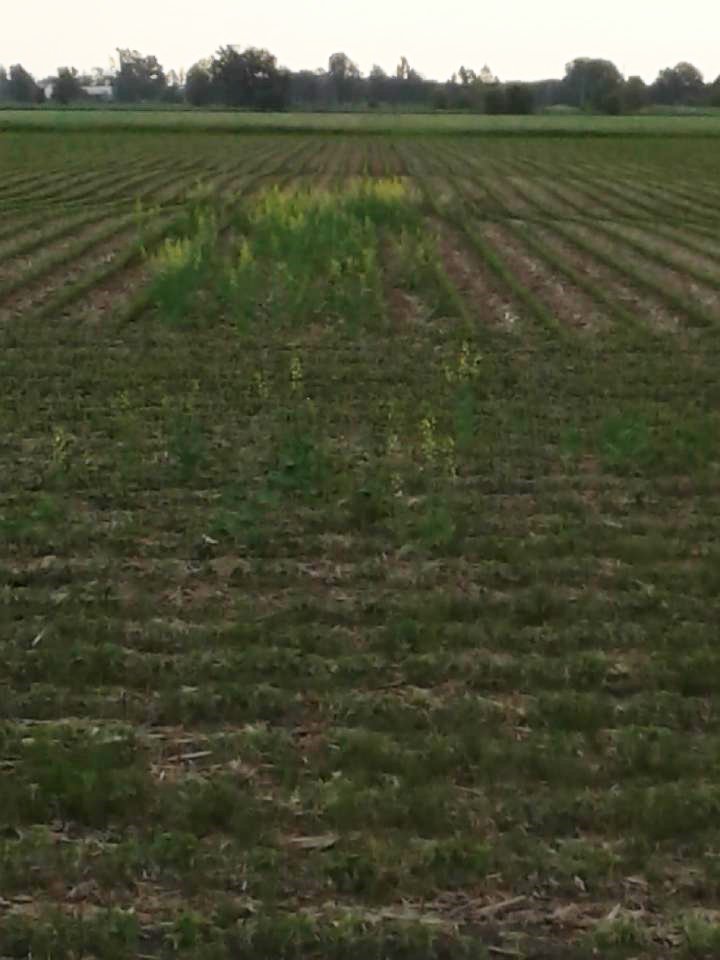 rip_vg's tweet image. Thinking my custom sprayer went a little wide, wrong !  Sorry @vg_tim  for doubting your abilities.  Volunteer RR canola !!!!