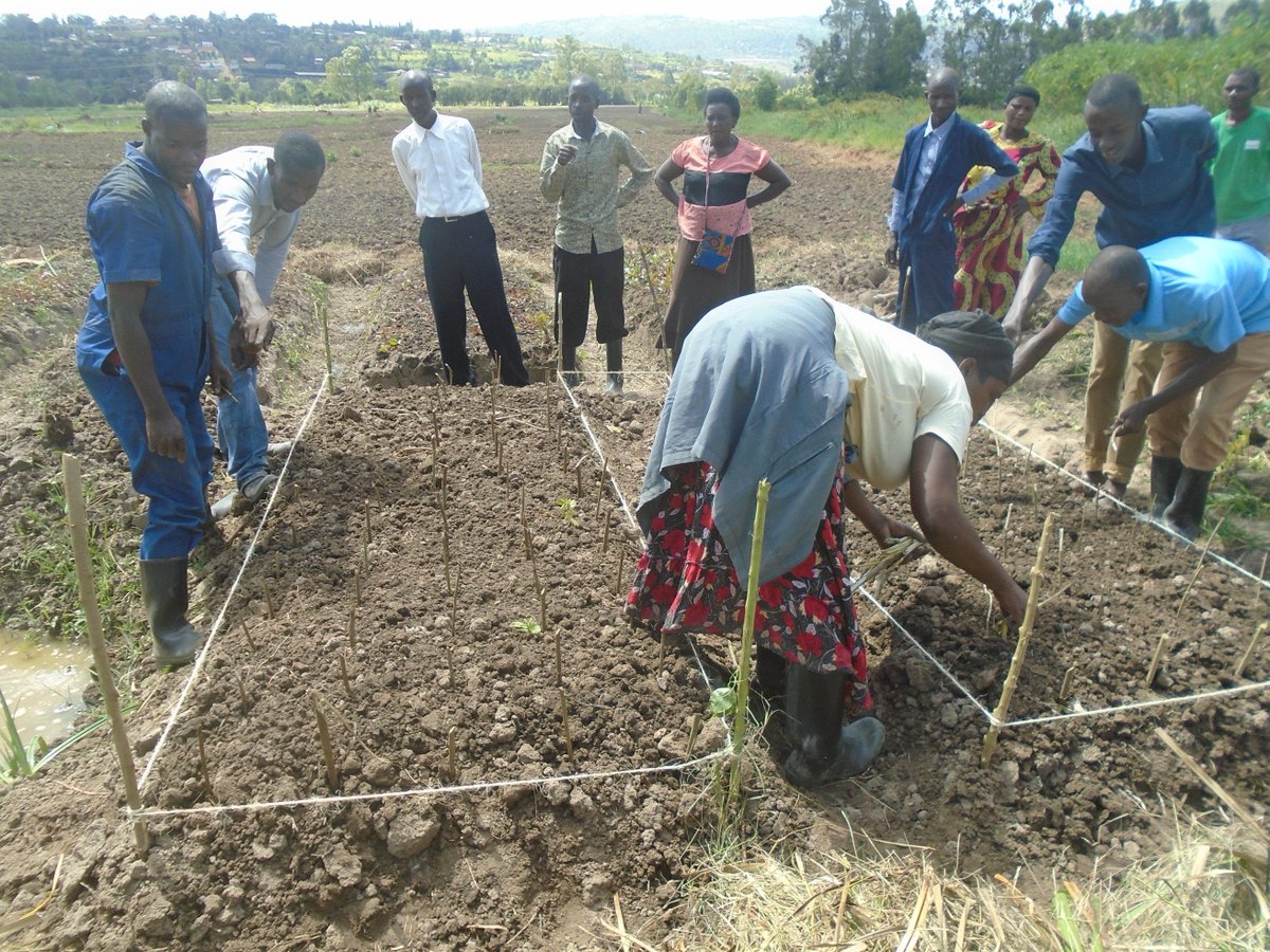 Rwanda_SMAP's tweet photo. It was also good time for transplanting Egg plants, Sweet peppers and onions. https://t.co/mDLxZpJK8S