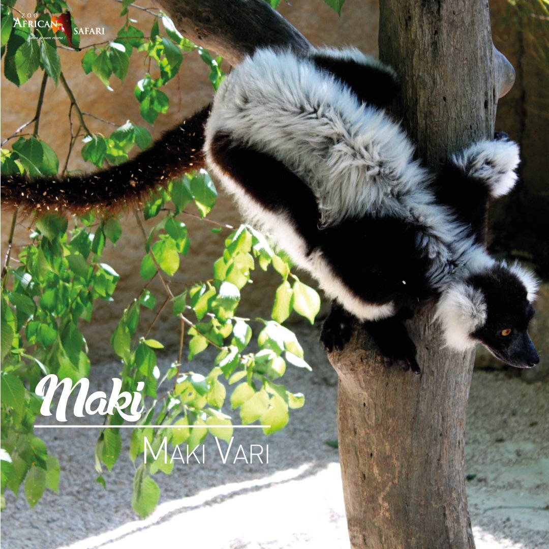 AfricanSafari31's tweet photo. Née en 1995, Maki vivait au zoo d'Asson avant d'arriver au sein de notre parc ! 😉
#zoo #zooafricansafari #maki #makivari #parc https://t.co/bpUVkz8CmW