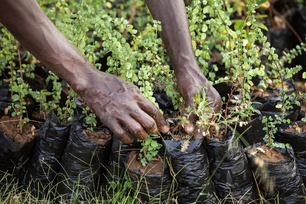 FAOAfrica's tweet photo. #Forests and #agriculture have an enormous role in achieving the #2030agenda historic commitment to rid the world of the twin scourges of #poverty and  #hunger. #SDG1 &amp;  #SDG2.

#AFWC2018
#2018WDCD
#ZeroHunger https://t.co/FZq13eF993