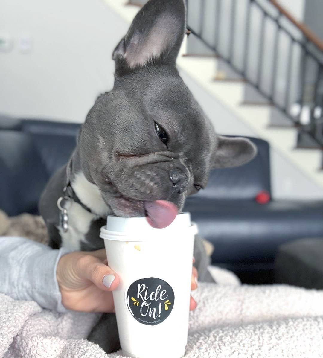fuzzymugzapp's tweet photo. Coffee is always a great option βοΈ Good morning π Follow @lavishfrenchbulldogs for more πΈ like this.
β’
β’
β’
β’
β’
#puppylove #puppies #dogoftheday #ilovemydog #doglover #pup #puppyoftheday #frenchbulldog #bulldog #frenchie #animals #lovedogs #animal #doggy #fuzzymugz https://t.co/3XiwJp9GD0