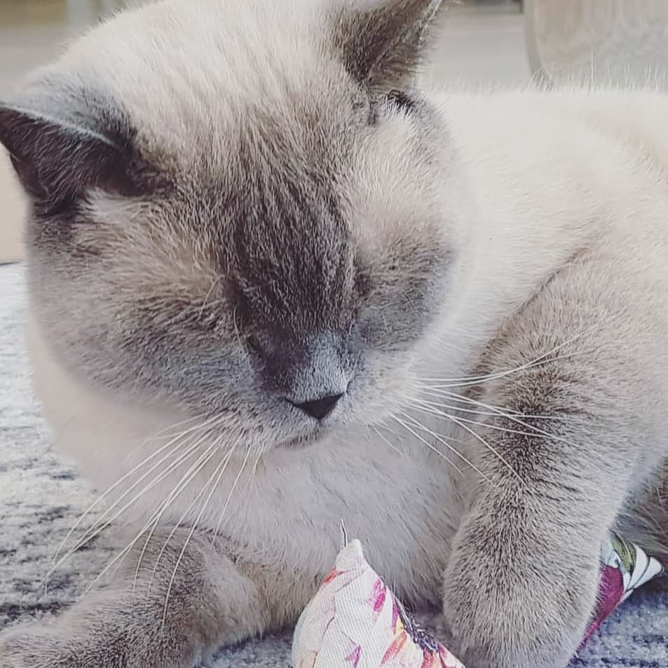 MinoumiCats's tweet photo. We hope you all had a positive Monday today! Now we’re spending the evening with our beloved cats 💞 #happymonday
📷 @carlandluke (instagram)
#minoumi #minoumicats #ambassacats #ambassacat https://t.co/7WsRqNQaJC
