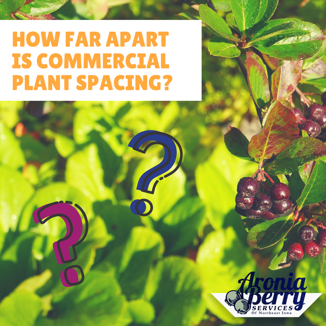 AroniaBerryServ's tweet photo. How far apart is commercial plant spacing? Plant Spacing recommendation is 2 1/2 to 3 feet a part to accommodate a mechanical harvester. If you're planting or thinking about planting for next year, follow these guidelines for mechanical planters! https://t.co/ZQ6Hq5aa6F