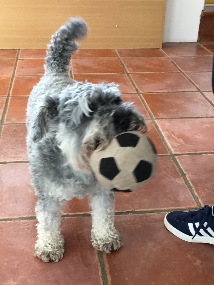 schnauzergeorge's tweet photo. I’m ready for the World Cup 2018! #FWC2018 https://t.co/LFBoccOryc