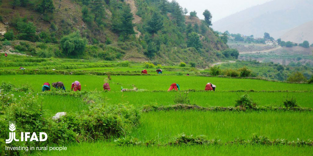 IFAD's tweet photo. Adaptation in agriculture is key to achieving #Agenda2030 and ensuring food and nutrition security.
https://t.co/eFiTvo90yy #IFADclimate #InvestInClimate #GlobalGoals
Thanks @FAO @WFP @joljelund @SweMFA for the engaging discussion. https://t.co/jxsXL5LtQf