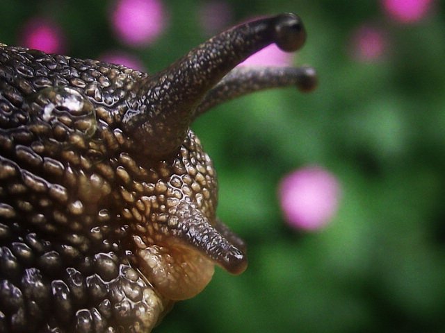 SarahElle1979's tweet photo. My #30DaysWild pic is a pretty snail from my garden! https://t.co/VxozusZlMX