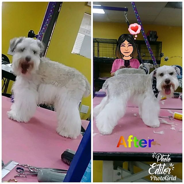 Gentlebrush's tweet photo. #Odi looking class after a #HappyGroomingExperience at #GentleBrush on #AltonRoad. #SouthBeach .
.
.
#AlwaysHappy #GroomingDoneRight #SobeDogs #BeachDogs #MiamiDogs #MiamiBeach #Happy #DogsAndCats #Cats #Dogs #Cute #SobeGrooming #GroomingSobe https://t.co/g7LFCHMQOo https://t.co/yUPXIF1K7K